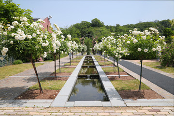 ばら園　薔薇ガーデン　ばら公園　薔薇　バラ　ばら