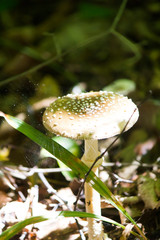 Mushroom in the forest