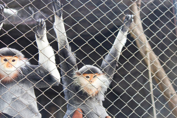 Very funny monkey