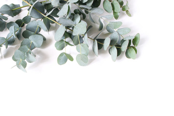 Closeup of green eucalyptus leaves and branches isolated on white table background. Modern floral...