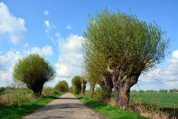 piękna aleja drzew, wiosna