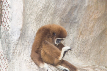 Obraz premium Very funny monkey