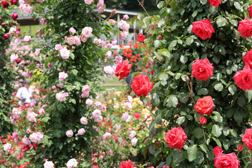 Fototapeta premium ばら園 薔薇ガーデン ばら公園 薔薇 バラ ばら