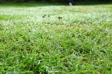 water dew drop on green grass garden