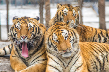 Sleepy tigers