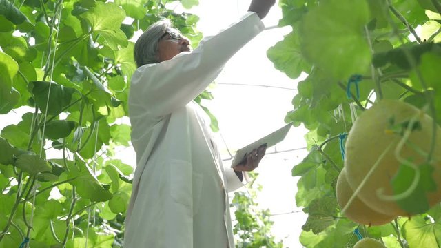 The botanist using a Tablet monitor the growth of melon in the greenhouse farm