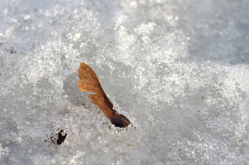 Thaw, snow and ice melt, sun, light and spring return, pine tree seed, close up