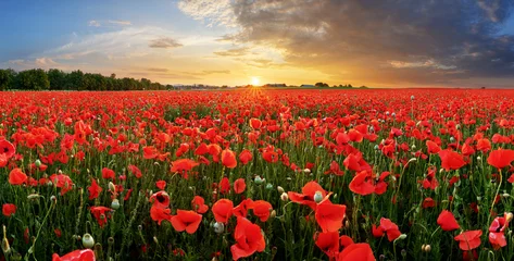 Peel and stick wall murals Poppy Poppy field at sunset