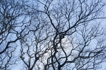 dry branches with blue sky 