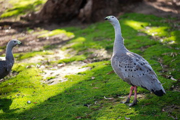 Cape Barren Goose and Geese