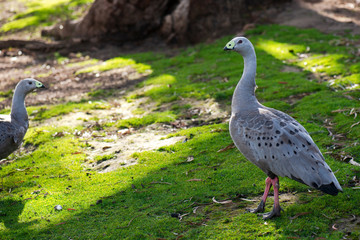 Cape Barren Goose and Geese