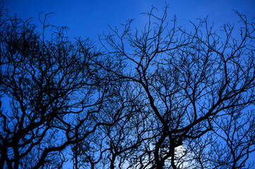 dry branches with blue sky 