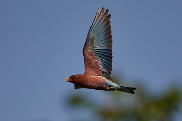 Broad-billed roller (Eurystomus glaucurus)
