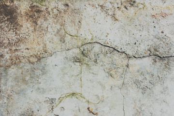 Cracks of the wall and green moss.