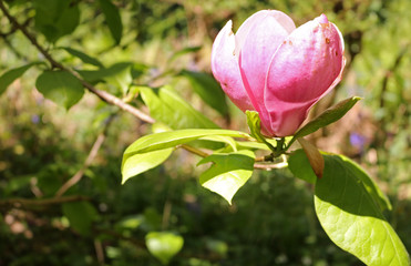 Large Pink Magnolia Tree Flower