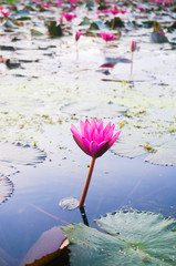 pink lotus flowers bloom in river
