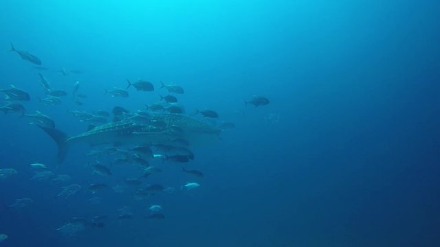 Whale Shark accompanied by Trevally (Jack) fish in Thailand 