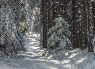 Snow path in sunny forest near Vrabce village