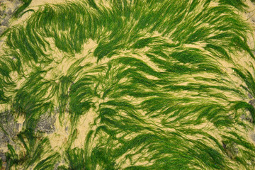 Algues vertes sur la plage, algues photographiées du haut, nord de la France, côte d'Opale