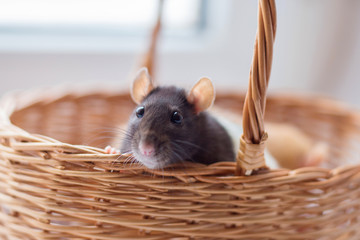 The gray rat a dam looks out of a wattled basket. Symbol of year 2020