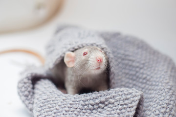 The gray decorative rat Cornysh with red eyes sits in a knitted gray sweater. Year of a rat