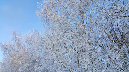 Branches of trees covered with snow and hoarfrost