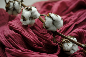 cotton branch on burgundy background
