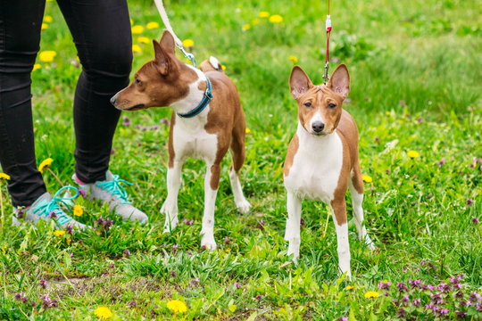 Basenjis Bilder – Durchsuchen 124 Archivfotos, Vektorgrafiken und ...