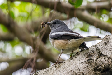 Oriental Magpie-robin [Copsychus saularis], a female holding a caterpillar in its beak