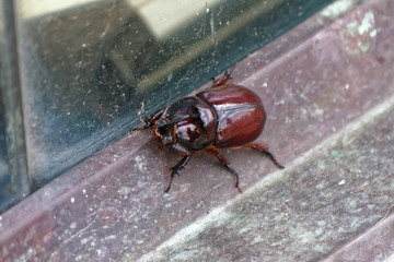 Rohatyniec nosorożec (Oryctes nasicornis) © Miroslaw