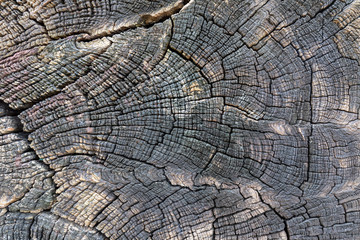 Fototapeta premium old wood texture with natural patterns