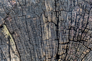 old wood texture with natural patterns