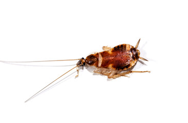  cockroaches still infesting your house