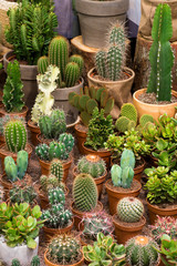 Kakteen, Sukkulenten, Gartenarbeit