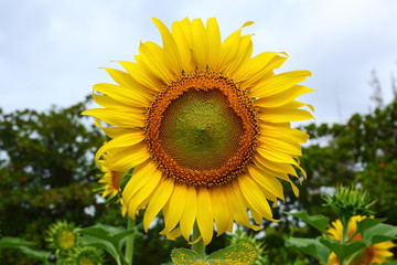 beautiful sunflower blossom blooming in nature