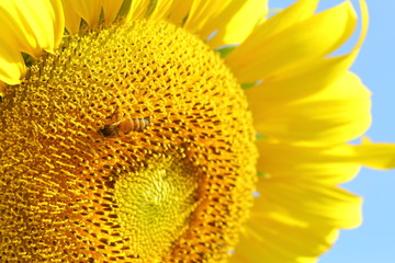 Naklejka premium bee on sunflower with clear blue sky background