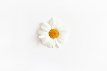 White chamomile flower