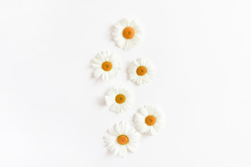 White chamomile flowers 