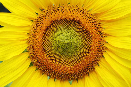 macro image pollen flower of beautiful sunflower blossom blooming in nature