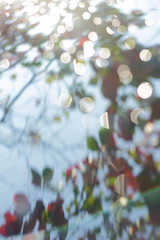 abstract blur bokeh sun light shiny in morning day