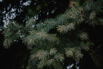 Fir tree brunch close up. Shallow focus. Fluffy fir tree brunch close up. Christmas wallpaper concept. Copy space.
