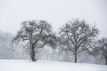 Winter bei Langenrain
