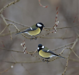 A couple of Big titmouses among the branches, on a blurred gray background ....