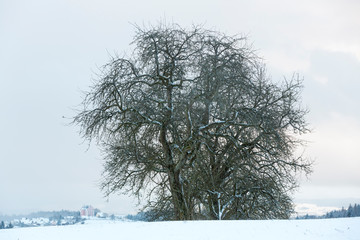 Winter bei Langenrain