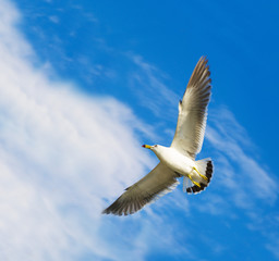 seagull is flying in the sky