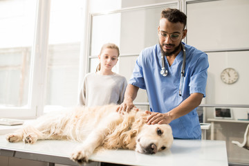 Sick pet on table
