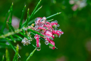 water drops from nature