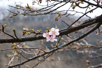 In Japan, Cherry blossoms of early bloom variety start to bloom in February.