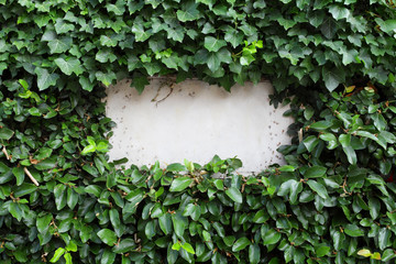Green leaves and white empty marble board background border
