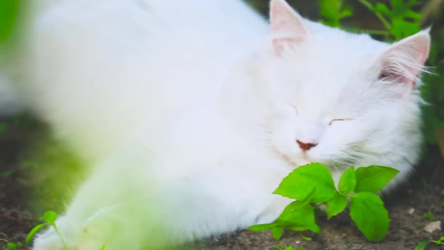 White not thoroughbred fluffy cat lies in the grass